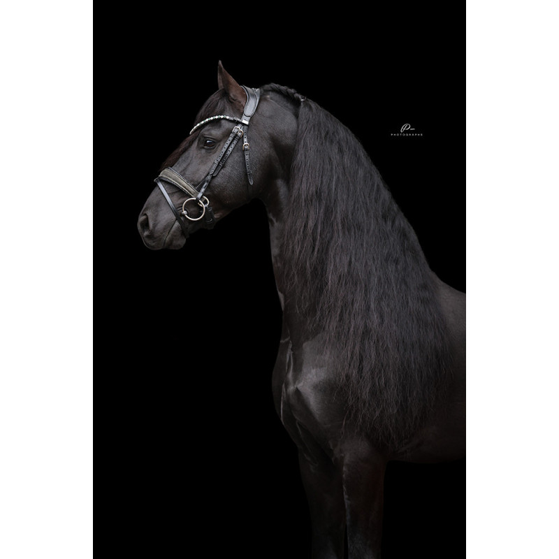 Anatomische Trense mit Wildleder