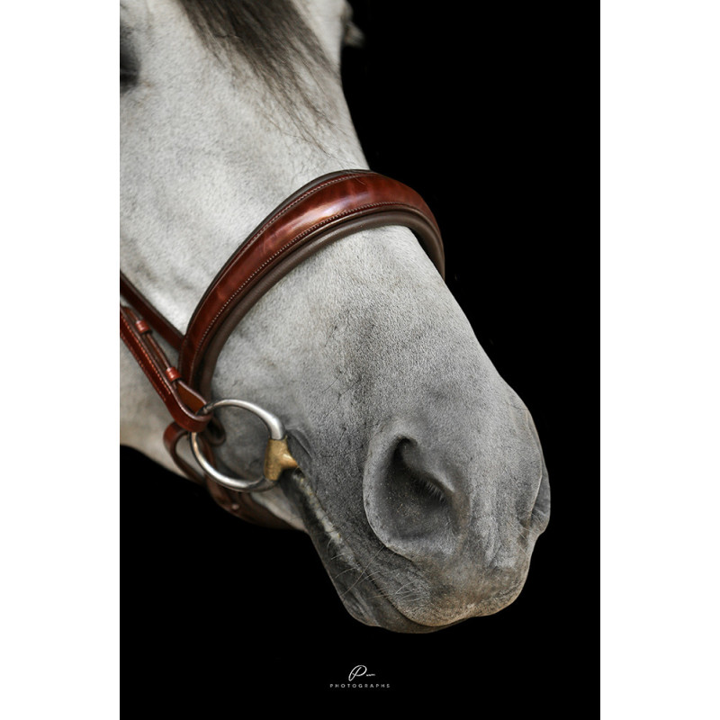 Anatomische Trense Bern Ohne Sperrriemen