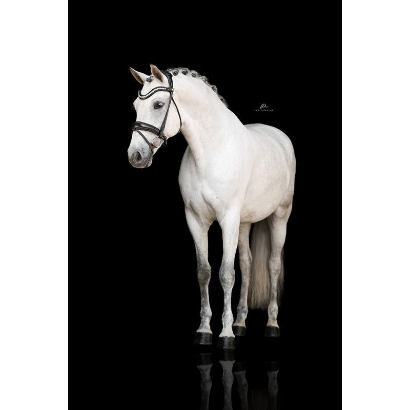 Im Genick verschnallte Trense Venedig - Anatomisch