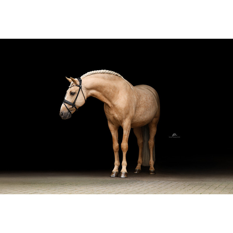 Im Genick verschnallte Trense Nizza - Strassborte