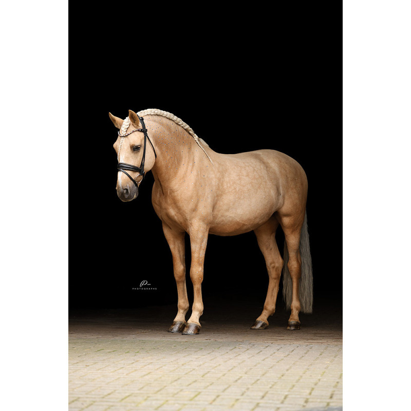 Im Genick verschnallte Trense Nizza - Strassborte